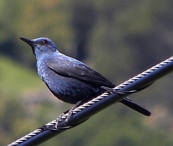 Blue Rock Thrush - Monticola solitarius &copy; Teresa Farino